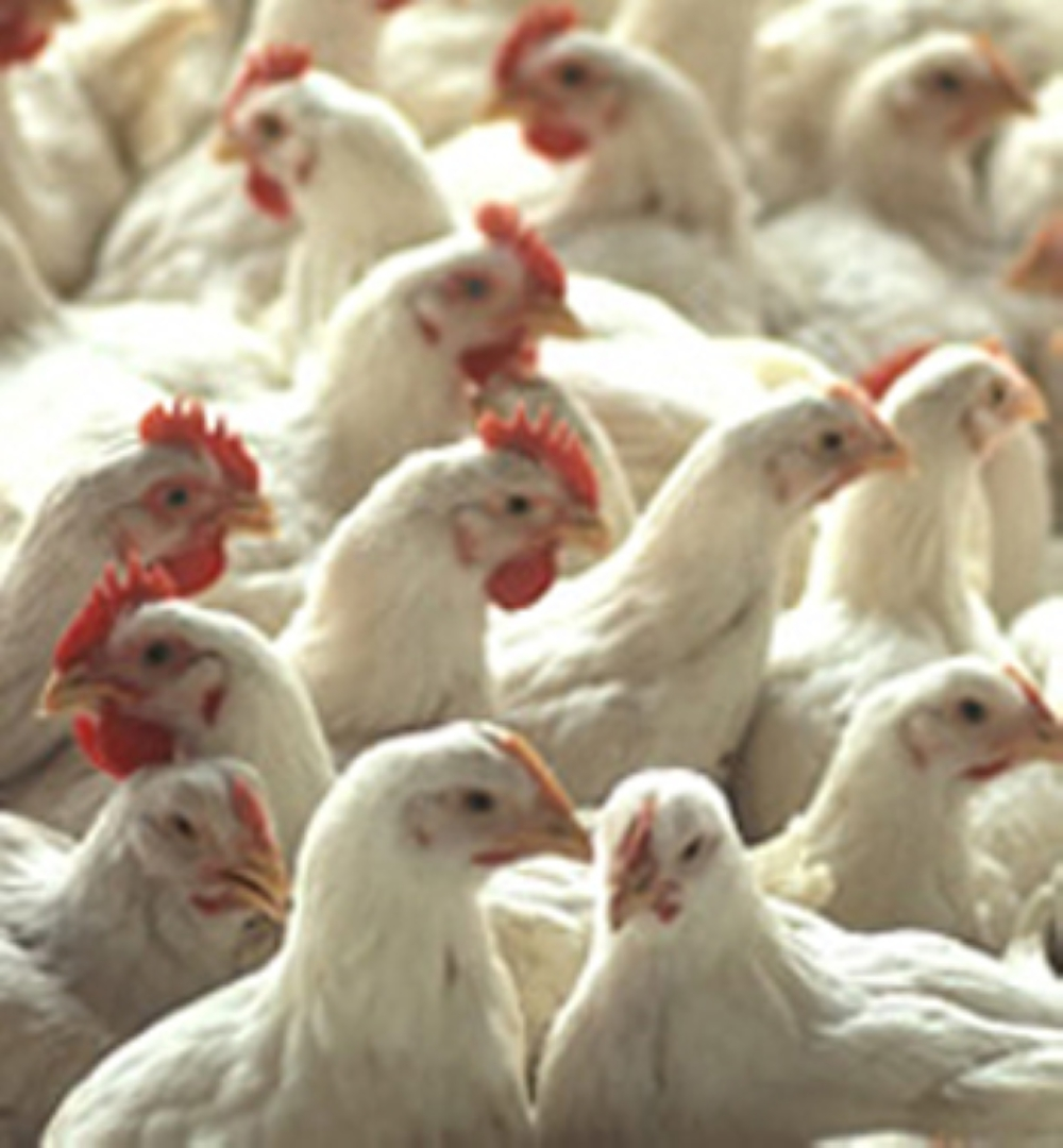 الشرقية تؤمن إمدادات الدجاج والبيض لرمضان بوفرة وجودة عالية