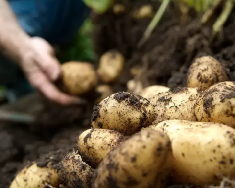 شروط استيراد تقاوي البطاطس في السعودية: دليل شامل للآفات المحظورة