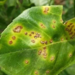 Saudi Arabia updates quarantine pest lists to enhance agricultural and food security