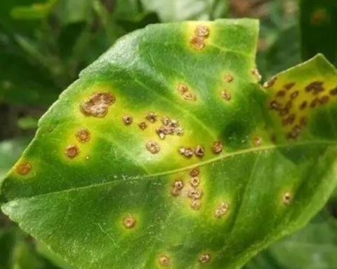 Saudi Arabia updates quarantine pest lists to enhance agricultural and food security