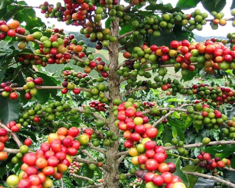 Requirements for importing coffee seedlings into Saudi Arabia to protect agriculture