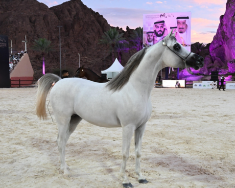 الخيل العربي: أيقونة التراث وإلهام الفن والشعر في الثقافة العربية