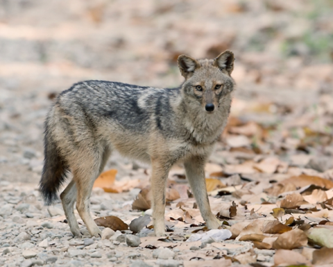 رصد ابن آوى الذهبي لأول مرة في محمية الملك عبد العزيز بالرياض