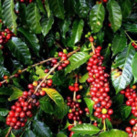 البن السعودي: إرث ثقافي واقتصادي ضمن رؤية 2030