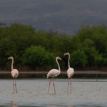 محميات السعودية الطبيعية: الرياض تتصدر و"عروق بني معارض" تراث عالمي