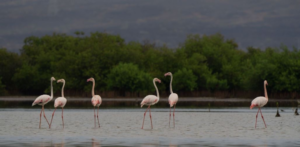 محميات السعودية الطبيعية: الرياض تتصدر و"عروق بني معارض" تراث عالمي