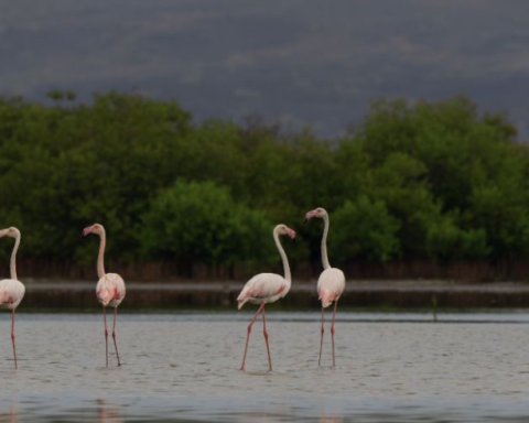 محميات السعودية الطبيعية: الرياض تتصدر و"عروق بني معارض" تراث عالمي