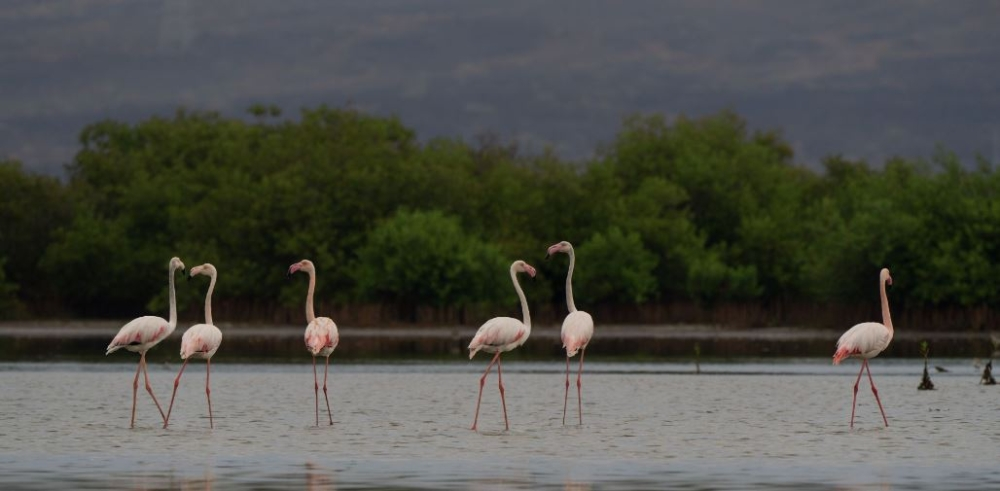 محميات السعودية الطبيعية: الرياض تتصدر و"عروق بني معارض" تراث عالمي
