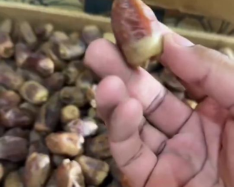 البيئة تؤكد على فحص التمور قبل الشراء لحماية المستهلك