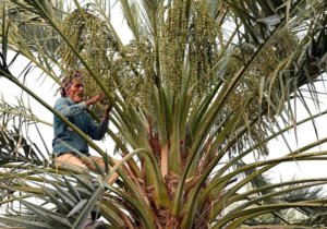 تمور القصيم: تنوع غذائي وريادة عالمية في الإنتاج