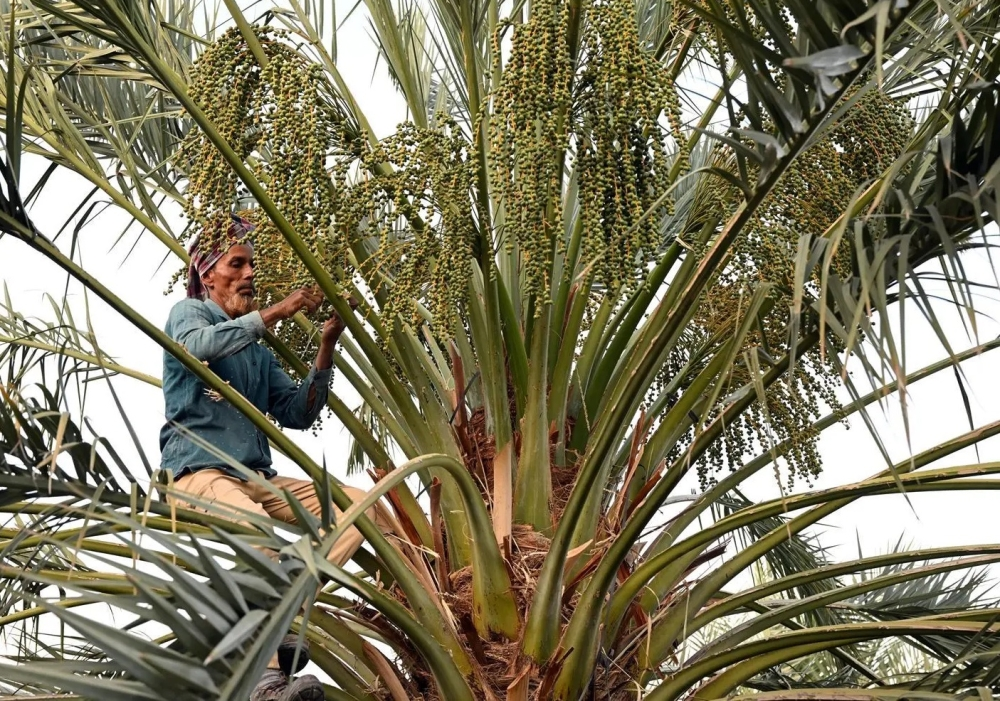 تمور القصيم: تنوع غذائي وريادة عالمية في الإنتاج