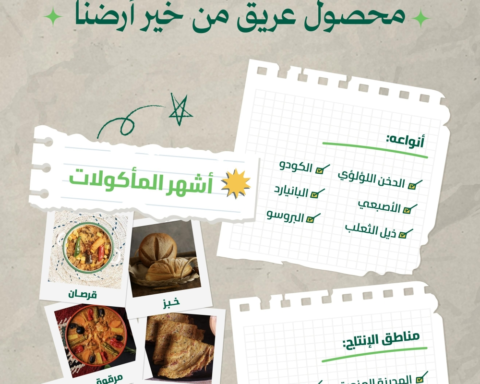 الدخن المحلي في السعودية: خيار استراتيجي للأمن الغذائي وموائد رمضان