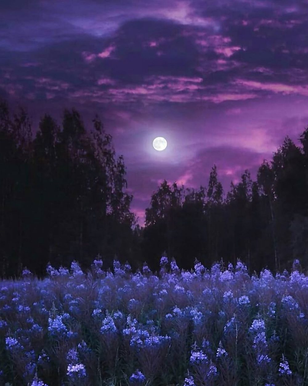 بدر رمضان يزين السماء الليلة: تفاصيل ظاهرة بدر الخزامى