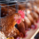إنتاج الدواجن المحلية يقفز لـ 1.3 مليون طن قبل رمضان