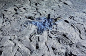 Environmental security forces crack down on violations related to starting fires and overgrazing in the Kingdom