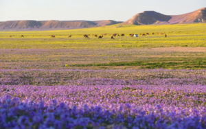 دخول سعد السعود: مرصد حوطة سدير يعلن بدء الربيع واعتدال الطقس