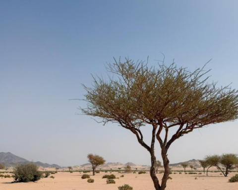 أهمية تنوع النباتات في الأراضي الجافة لمقاومة الرعي | دراسة كاوست