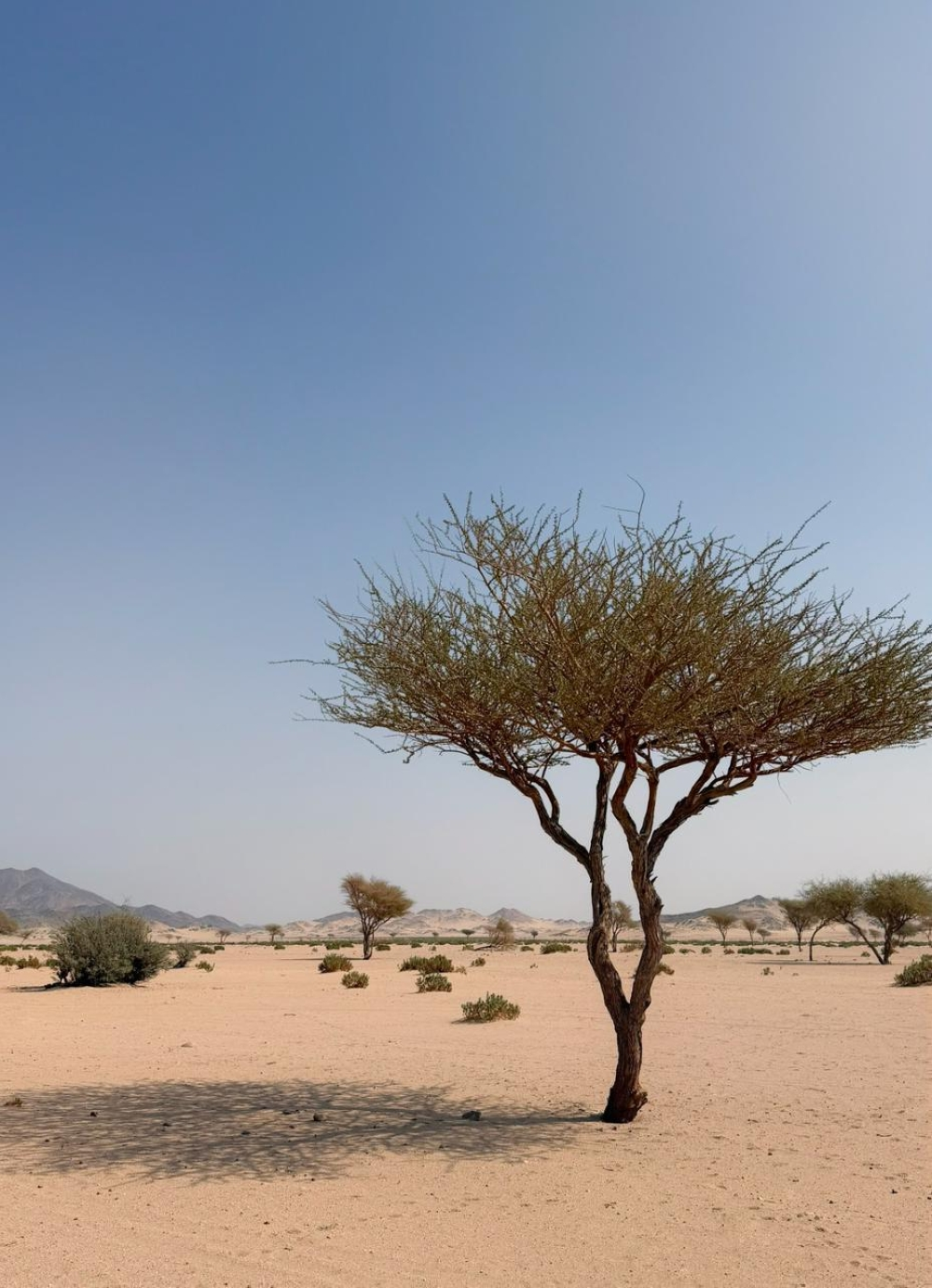 أهمية تنوع النباتات في الأراضي الجافة لمقاومة الرعي | دراسة كاوست