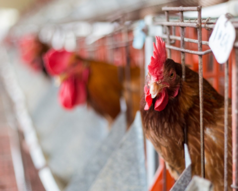 Details of the decision to ban poultry imports from France and its effects