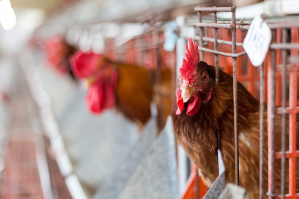 Details of the decision to ban poultry imports from France and its effects