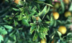 Conditions for importing olive seedlings and protection against xylella bacteria