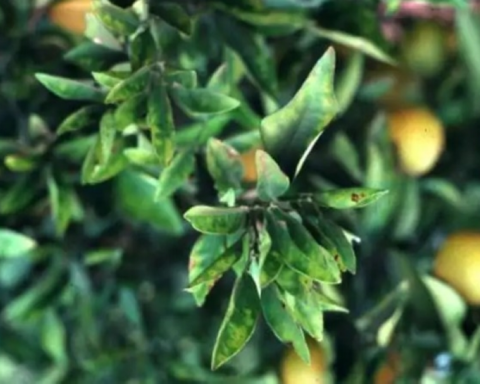 شروط استيراد شتلات الزيتون والوقاية من بكتيريا زيليلا