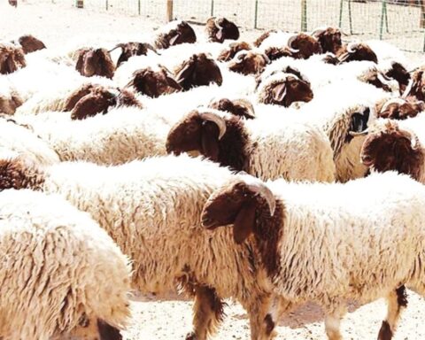 Sheep prices in Saudi Arabia: Significant increase, while feed prices remain stable