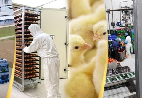 شركة بلدي للدواجن تبدأ تشغيل مصنع العلف بطاقة 60 طن