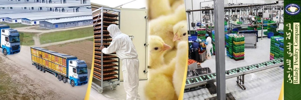 شركة بلدي للدواجن تبدأ تشغيل مصنع العلف بطاقة 60 طن