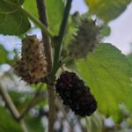 Blackberry production in the Eastern Province rises to 5.26 kg