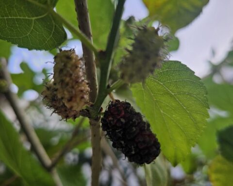 Blackberry production in the Eastern Province rises to 5.26 kg