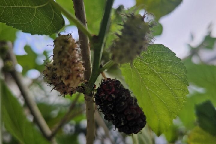 Blackberry production in the Eastern Province rises to 5.26 kg