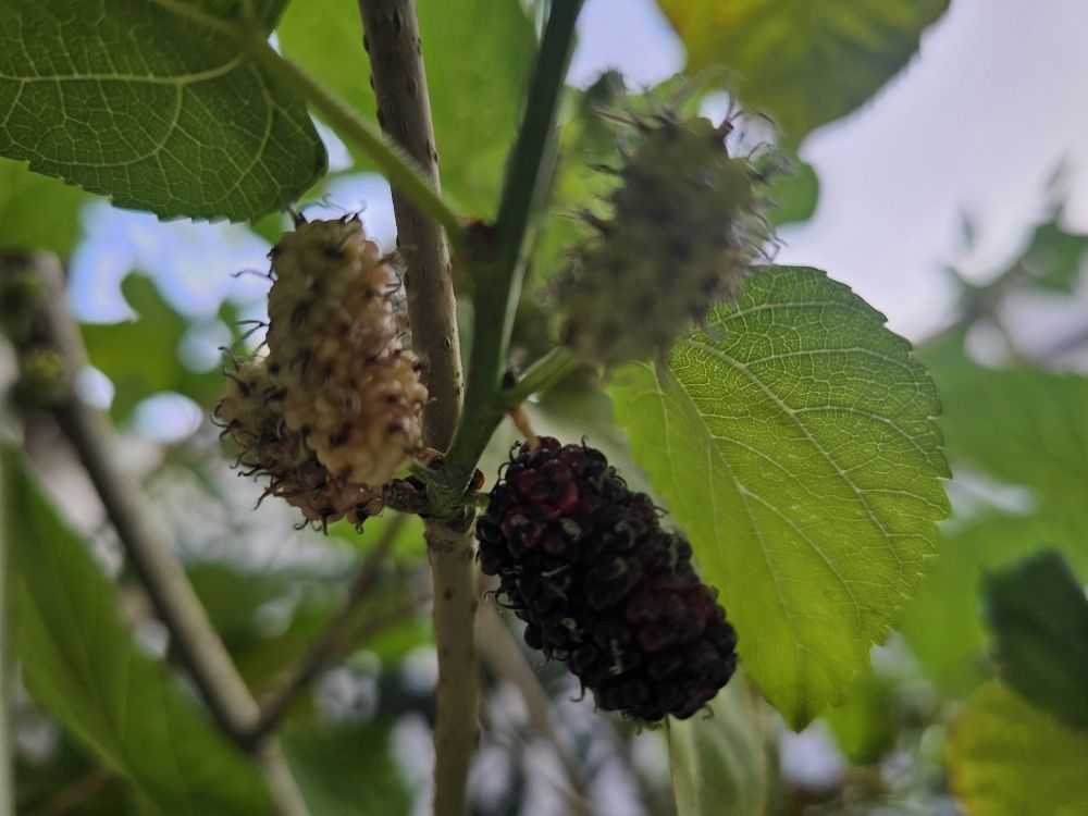 ارتفاع إنتاجية التوت الأسود بالشرقية إلى 5.26 كجم