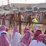 تأهل 20 متسابقاً لنهائيات مسابقة طرح الحاشي بوادي الدواسر