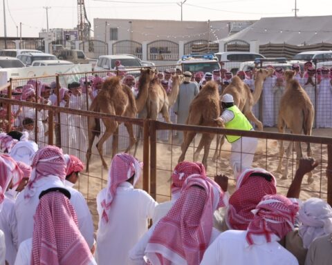 تأهل 20 متسابقاً لنهائيات مسابقة طرح الحاشي بوادي الدواسر