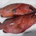 بيئة مكة: بدء حظر صيد أسماك الناجل والطرادي