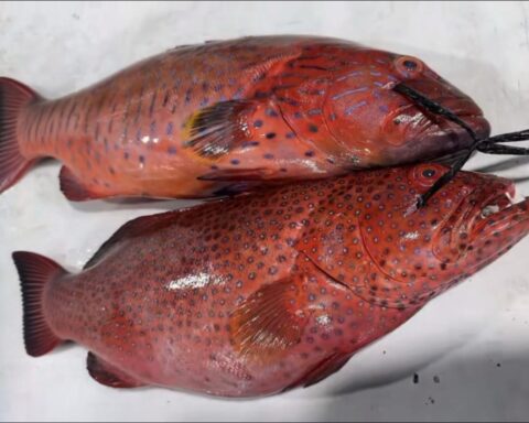 بيئة مكة: بدء حظر صيد أسماك الناجل والطرادي