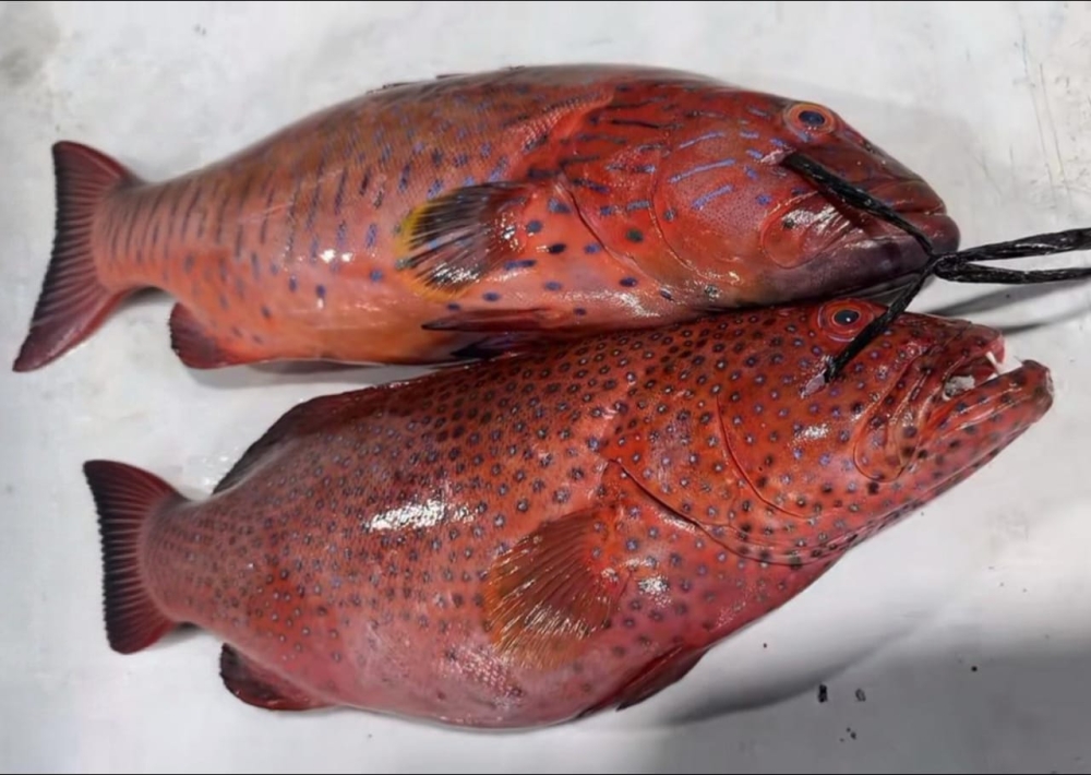 بيئة مكة: بدء حظر صيد أسماك الناجل والطرادي